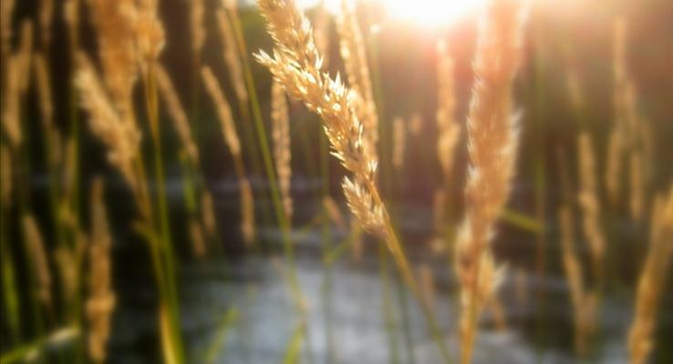 小河边的水草在夕阳余光的照射下的朦胧IOSPPT背景图片