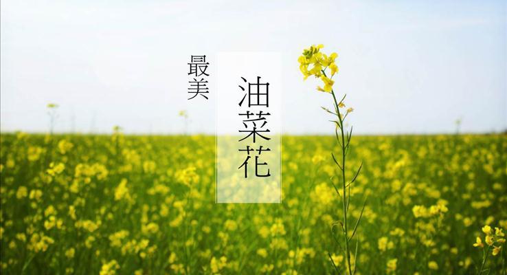 春天来了之最美油菜花风景自然PPT模板