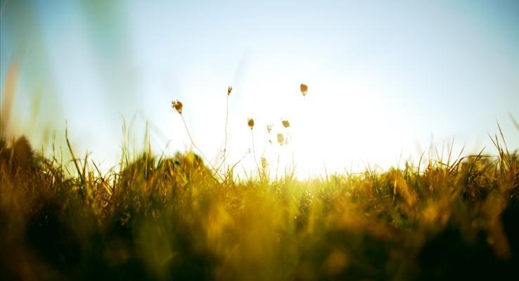 初秋的早晨阳光照射在黄绿的草地上IOSPPT背景图片