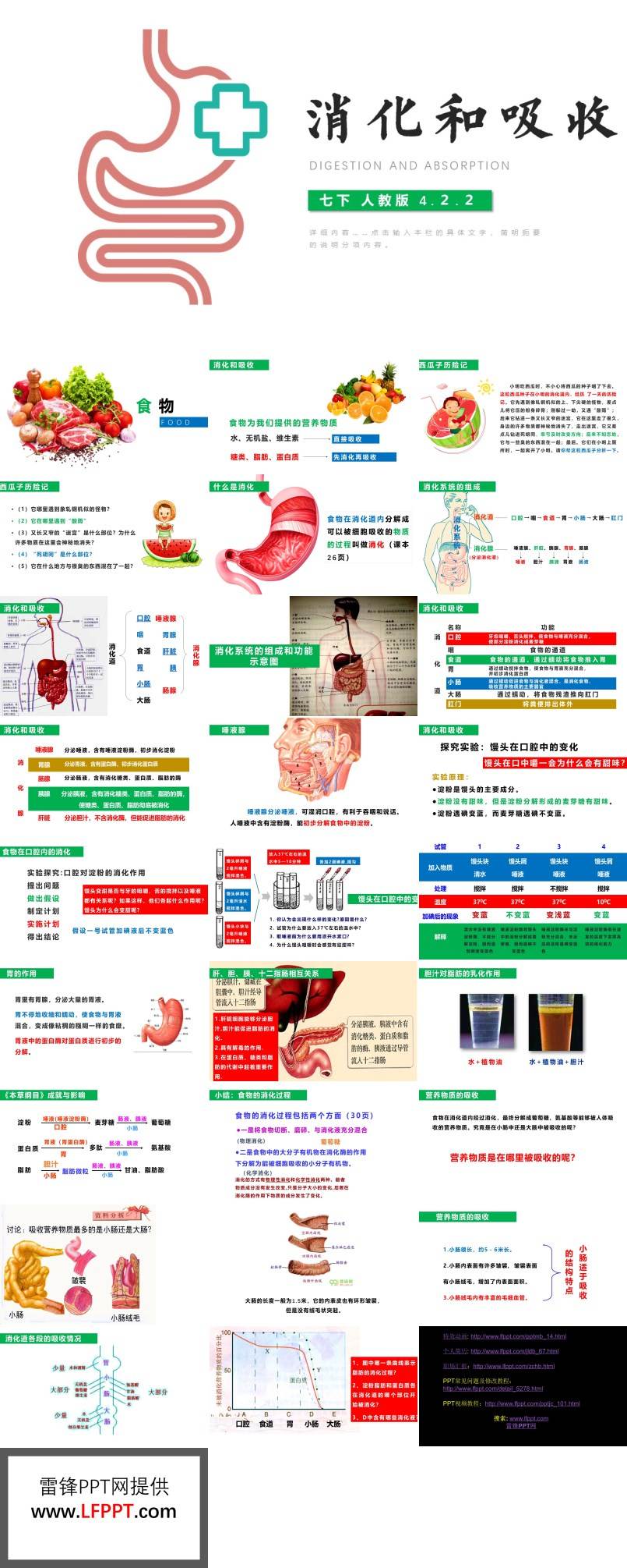 消化和吸收ppt课件