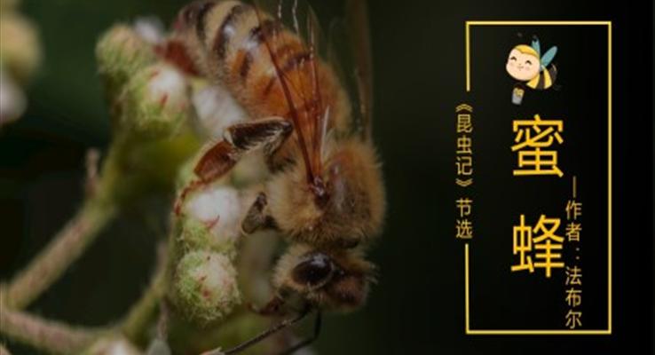 小学语文人教版三年级《蜜蜂》PPT课件