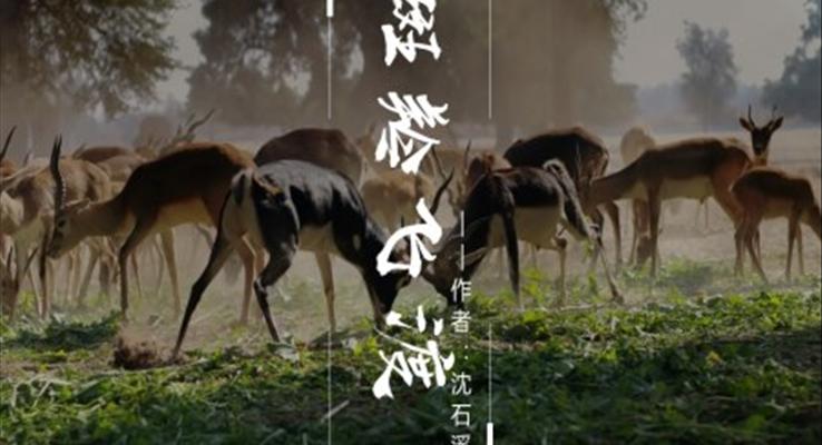 初中语文人教版八年级《斑羚飞度》PPT课件