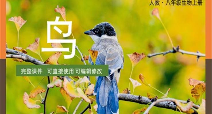 八年级上册生物圈中的其他生物鸟PPT课件